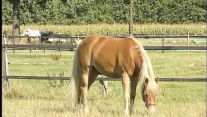 Americká Farmářka Si Užívá Venkovní Sólovou Hru V Lese