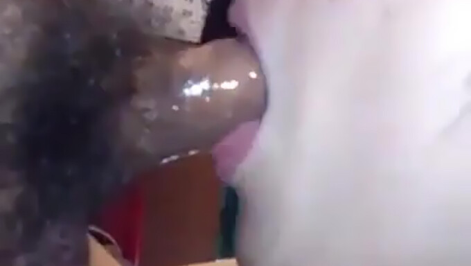 Amateur Chinese Couple Indulges In Sloppy Blowjob And Cum Swallowing